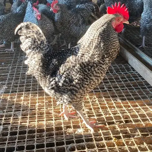 [芦花鸡批发]产蛋芦花鸡,青年鸡,鸡苗价格100元/只 - 惠农网