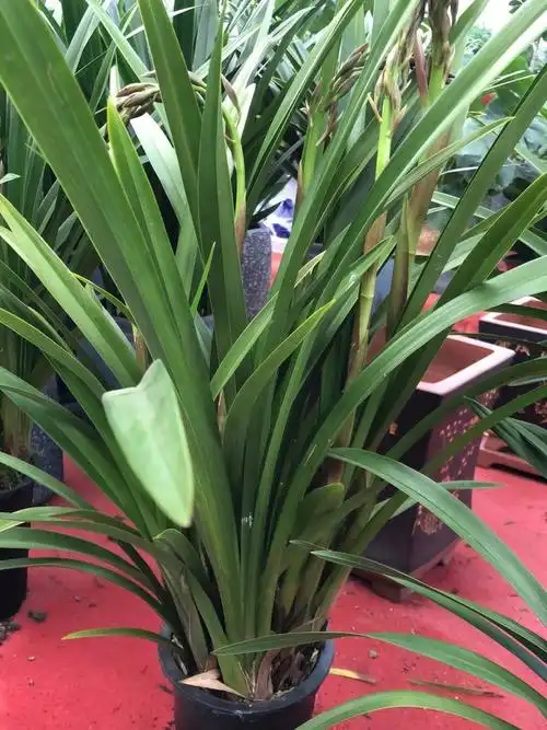 闺女选的兰花开花啦人面桃花品种,原来怕兰花不好养活,半个月时间花都