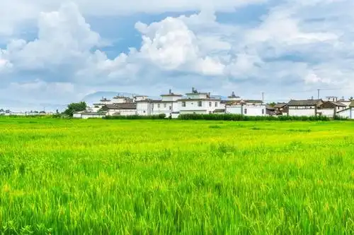 古镇前有一大片麦田,夏天绿油油的,秋天则变成了一片金黄,放眼望去看