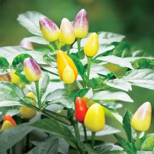 观赏椒 彩椒 五彩椒 七彩椒 朝天椒 苹果椒 辣椒苗盆栽 带果发货-t