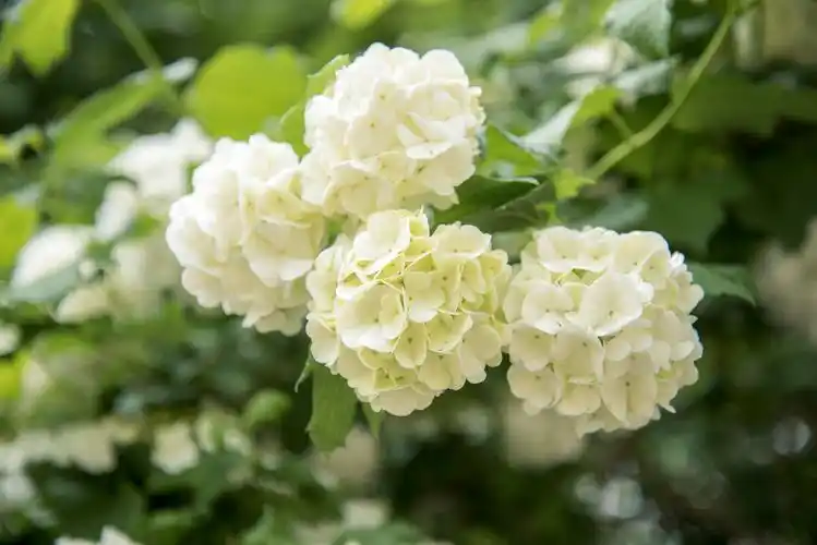 盛开的木绣球花团