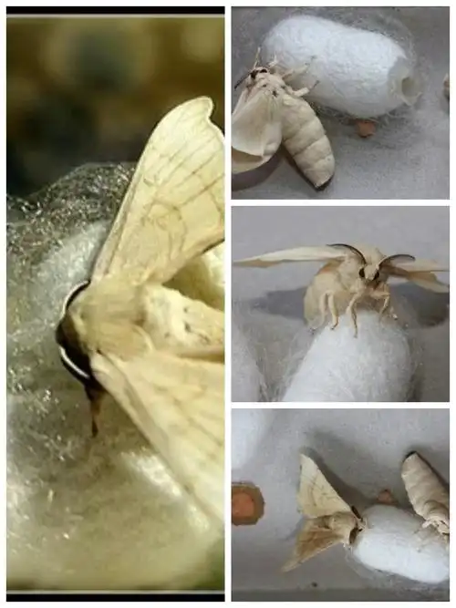 盼望着,盼望着,蚕茧里的蛹羽化成飞蛾终于破茧而出了!