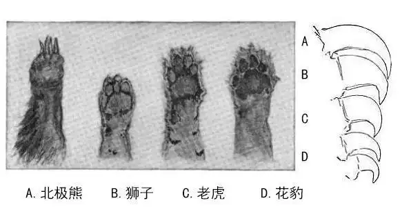 基于数据及一定事实分析,狮子老虎与棕熊,谁才是"陆战之王"?