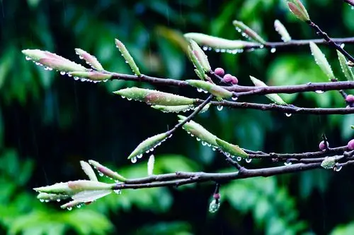 春雨.春雨嘀嗒,在绿叶的背景下,拉出漂亮的雨丝.