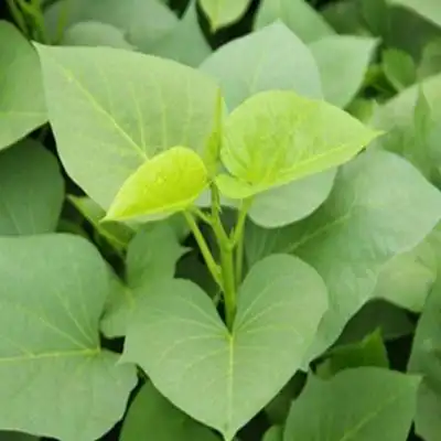 地瓜叶食用食用农家现摘现发嫩尖番薯山东省红薯叶带箱5斤叶菜类功效