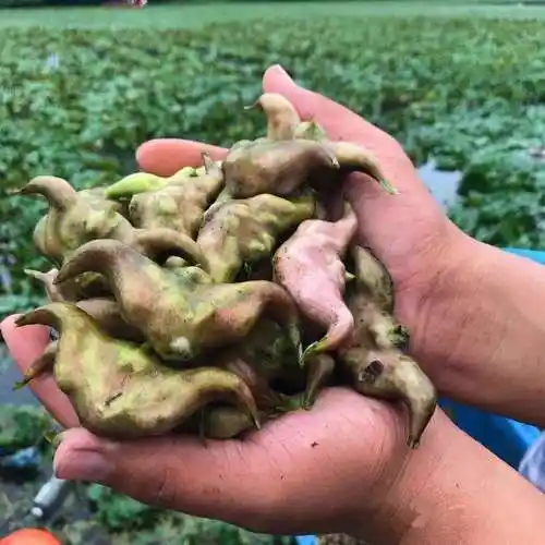 早告白菱角新鲜价老菱角菱角特大菱角5斤/3斤/1斤装湖北 1斤老菱角