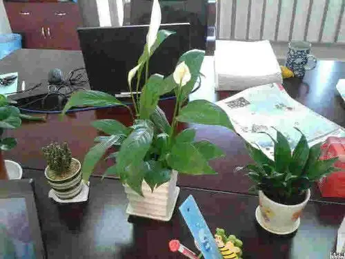 办公室放什么花风水好