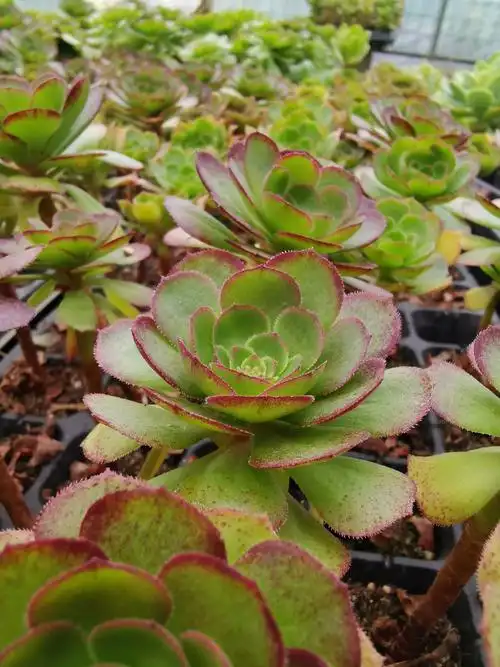 万圣节小老桩法师多肉植物花卉绿植组合多肉植物