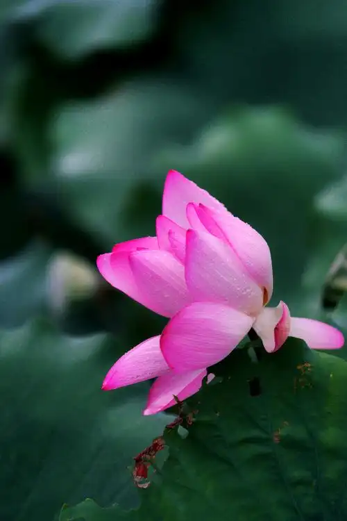 荷花- 上善若水麦麦 - 图虫