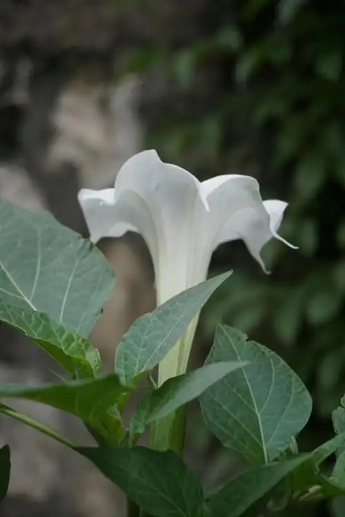 花卉白花曼陀罗