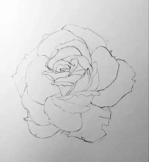 铅笔素描一支笔画一朵花