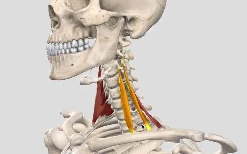 【每日一肌】斜角肌——手麻问题先找你,呼吸颈痛也联系!