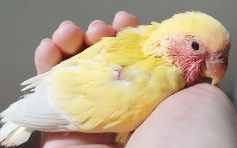 【黄桃牡丹鹦鹉】成桃桃の长大日记~_哔哩哔哩_bilibili