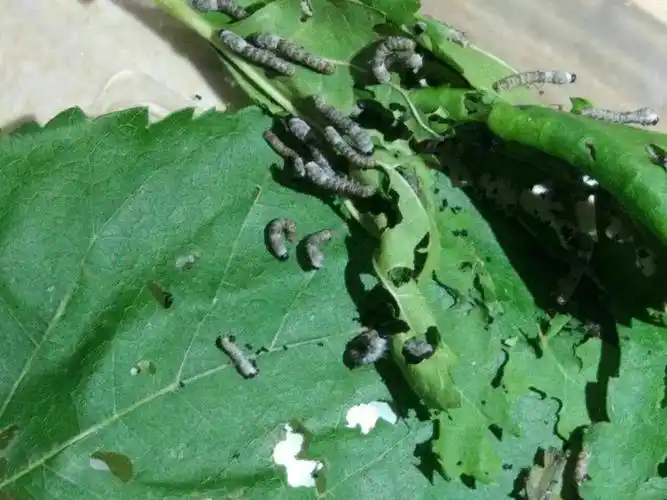 我是一条小黑蚕,大家都叫我黑姑娘.