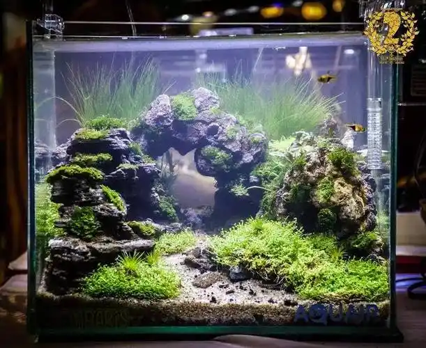 印度尼西亚小草缸造景比赛40个作品欣赏