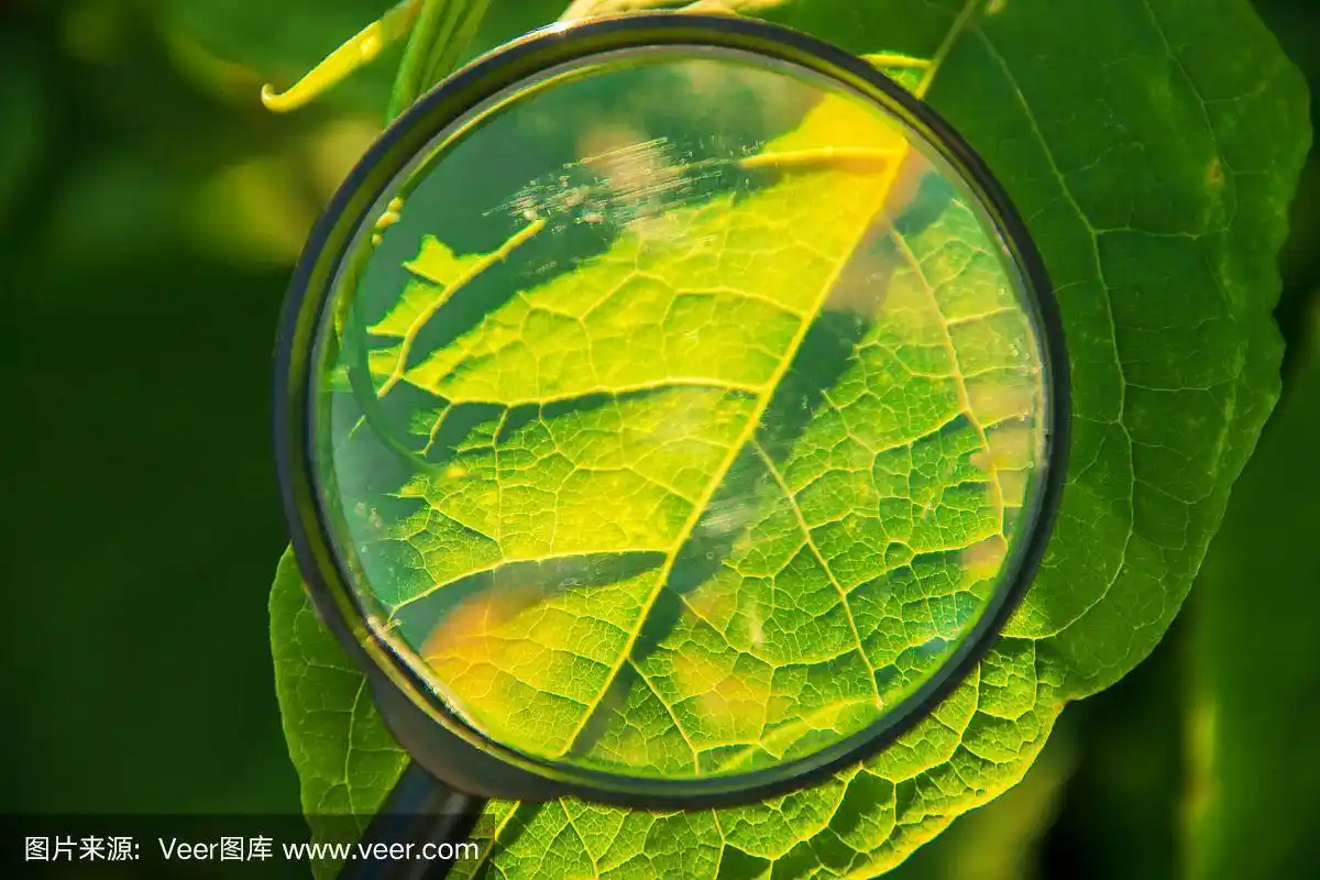 放大镜,选择对焦,在下面,植物群,生物学