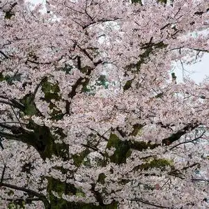 日本樱花树图片