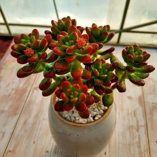 自带香气的松绿多肉,叶片肥美又好养,你喜欢吗?