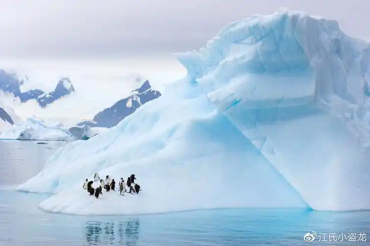 科学家在南极冰层之下发现雨林遗迹