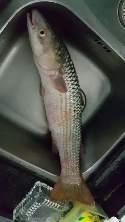 终于钓到8斤左右的黄油鲚鱼