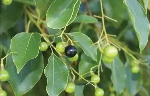 樟脑其实就是樟树的根,干,枝,叶经提炼而制成的颗粒状结晶,能防虫
