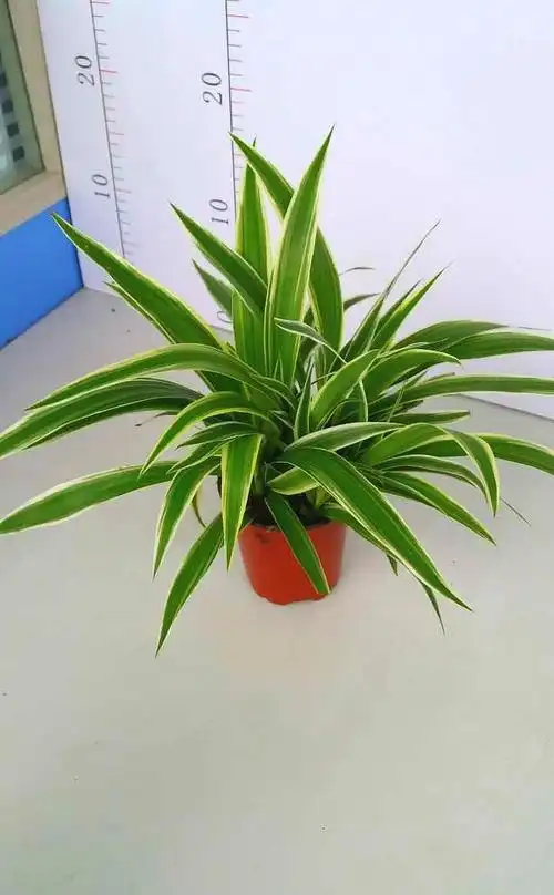 吊兰的品种及名称图片(吊兰有18品种图片大全)