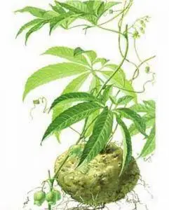 【雪胆】_雪胆的副作用_功效与作用