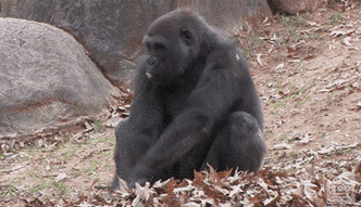 大猩猩毛茸茸翻滚心情不好gif动图_动态图_表情包下载_soogif