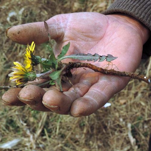 野生蒲公英带根婆婆丁新鲜新货整颗棵全草花茶特级株纯天然250克