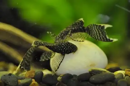 迷彩大帆!多图!