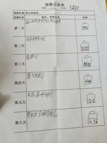 三年二班趣味实践 ——瞧瞧我们的胖豆子