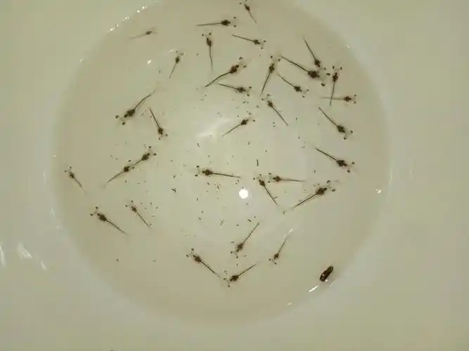 南美白对虾肝脏发育过程肝脏变化