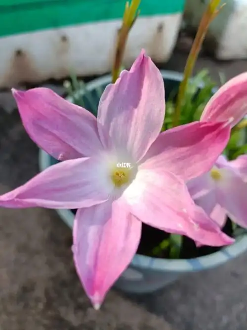 风雨兰粉红豹的珠光