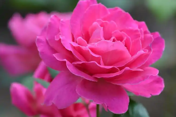 玫粉色月季花,原创拍摄