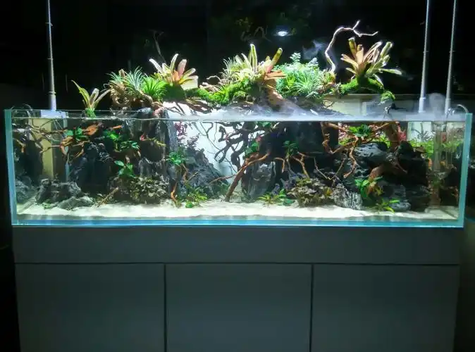 1米2矮缸水陆造景详细过程