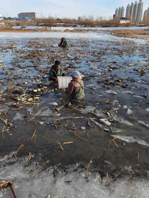 【伊犁河挖藕人】不知道新疆是不是只有伊犁可以吃到当地生产的藕