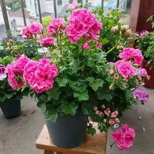重瓣垂吊天竺葵夏日玫瑰庭院阳台四季开花不断盆花原盆原土带花苞