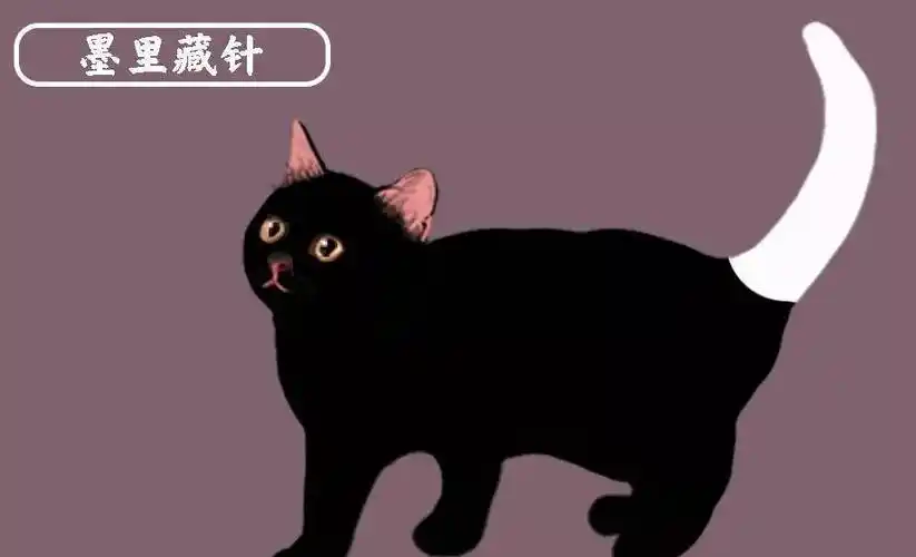 中华名猫大全-墨里藏针墨玉垂珠-古代名猫花名册_尾巴_白色_因为