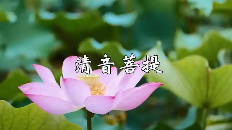 古筝禅乐《清音菩提》,静心聆听,抚平思绪,安神助眠