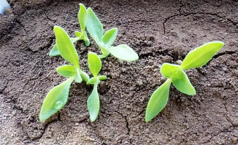 冰菜种子 水晶冰菜种子 冰草种子 蔬菜种子 全店满20元包邮