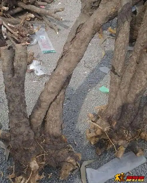 木料求鉴定 - 木材五金 - 中国木工爱好者-木工网