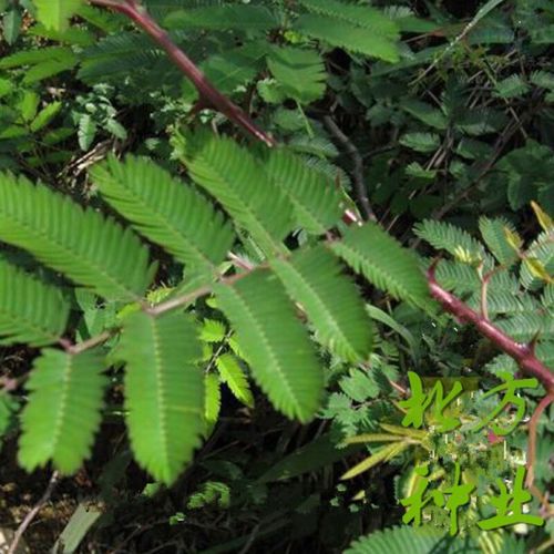 独步寻花刺树种子 围园簕簕籽树勒子树种子围园刺