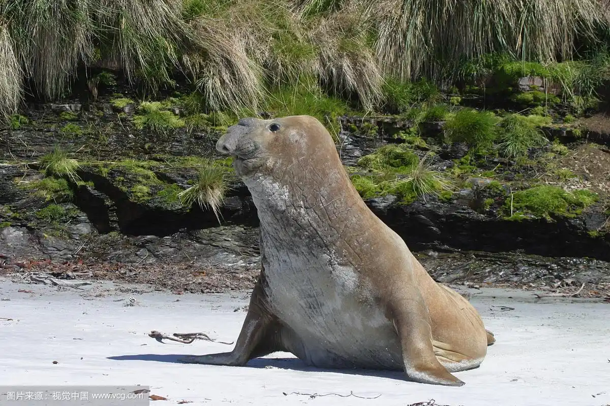 南象海豹(mirounga leonina),海滩上的公牛,海狮岛,福克兰群岛,南大