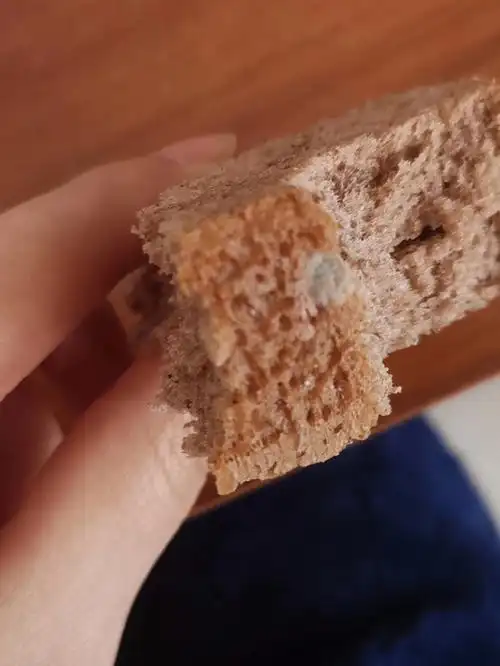 玛呖德全麦面包发霉