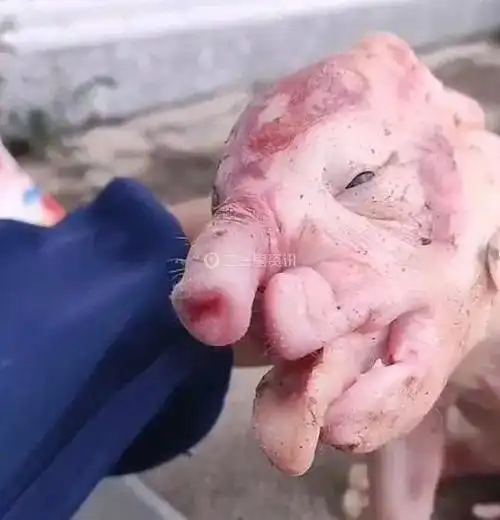 长春一位村民家的小猪竟然长着大象的鼻子 这是咋回事儿?