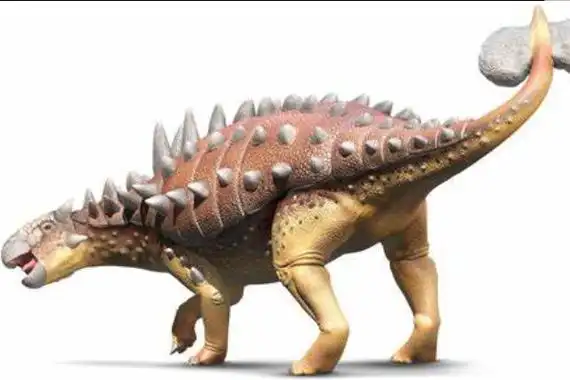 体型最大甲龙包头龙长达6米带有强杀伤力的骨锤