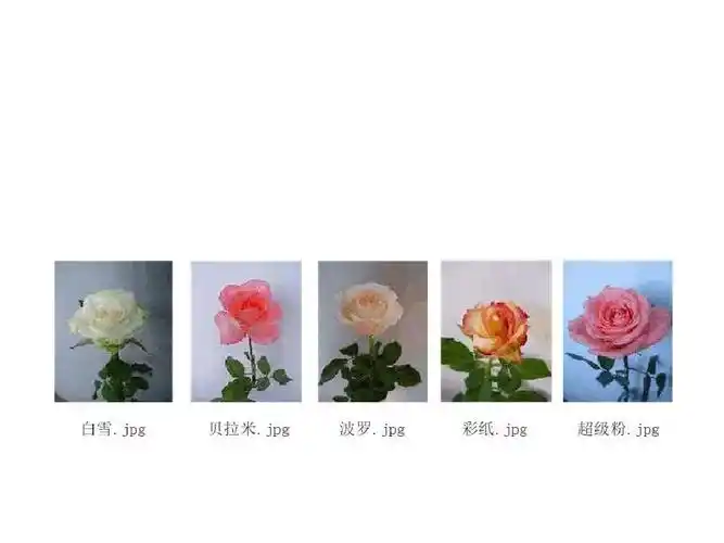 花店常见玫瑰花品种大全