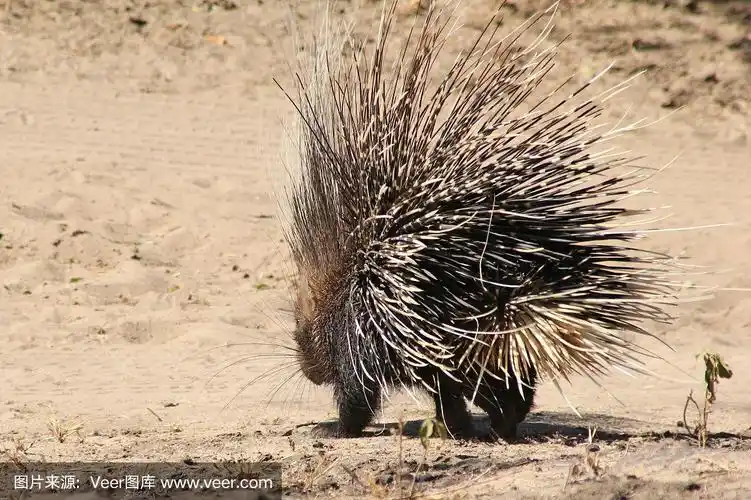 豪猪-后面覆盖着上千支刺