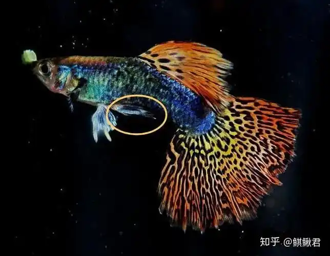 "所有软骨鱼均有交接器,所有硬骨鱼都没有交接器并行体外受精"这句话