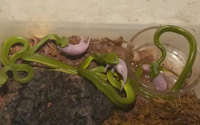 蛇宝宝刚刚出生,在初生的前三天它们滴水不进,学习攀爬.